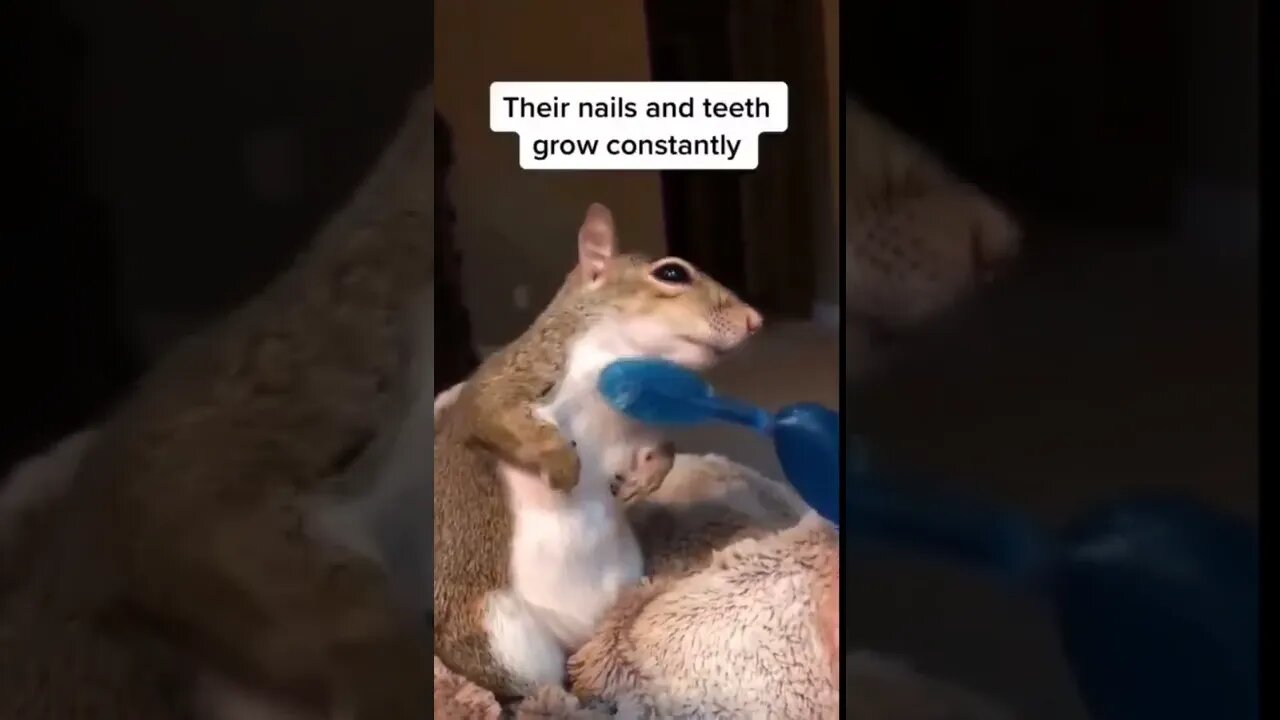 Pet Squirrel Tips