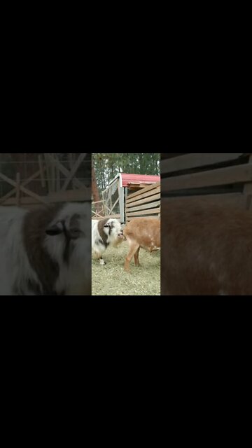 The Farm Life!🤣😂