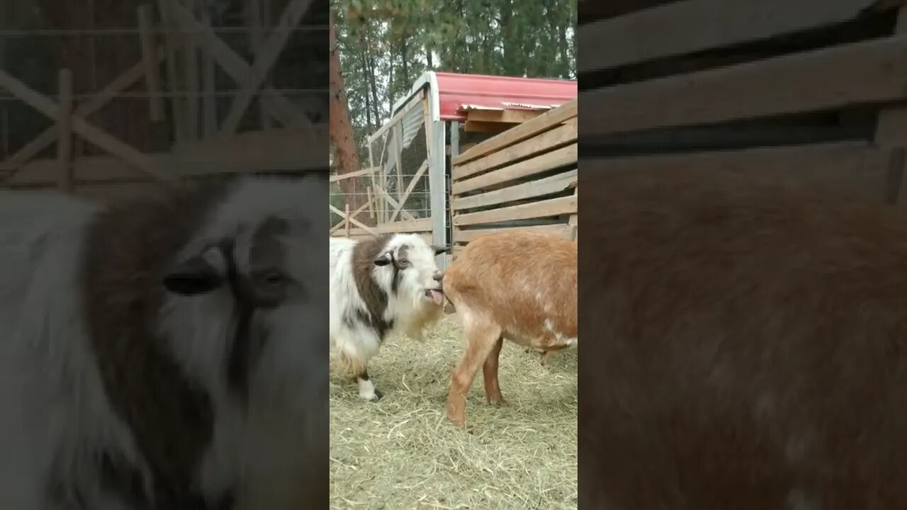 The Farm Life!🤣😂