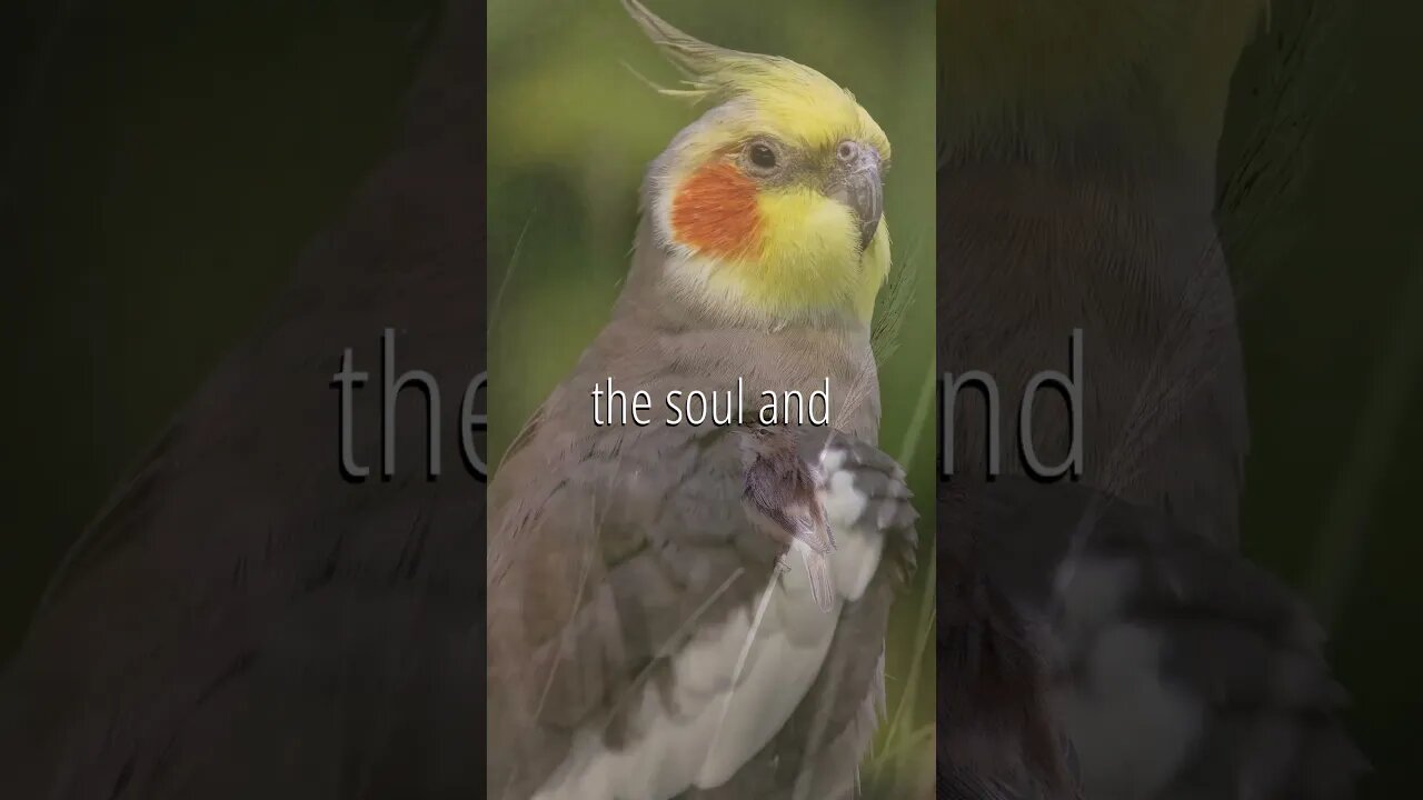 The birdsong 🐦 | Meditation Music 🧘‍♂️| Relaxing Music #shorts #relaxing #meditation #mentalhealth