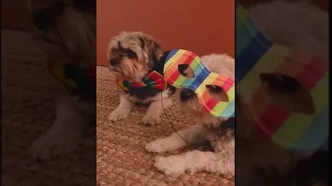Lovely puppy with mask #short #dog #pets