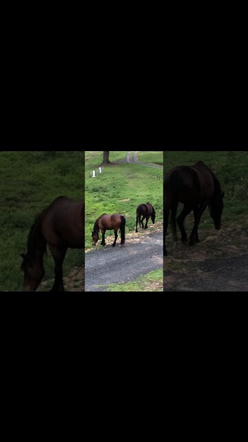 Two bay ponies grazing the roadside