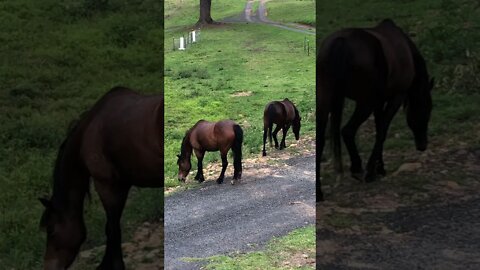 Two bay ponies grazing the roadside