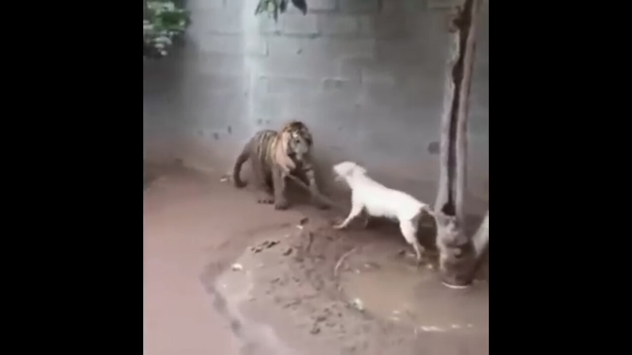 PITBULL VS TIGER