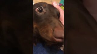 Bruno the weiner dog - #shorts