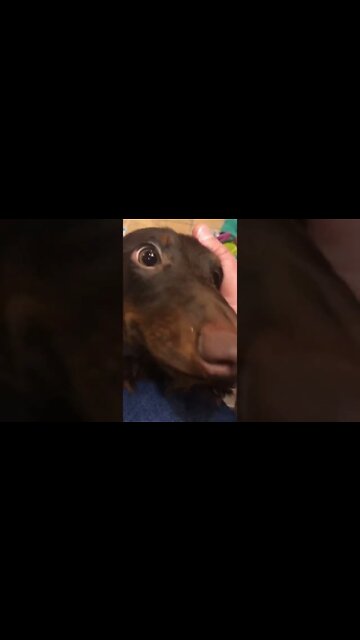 Bruno the weiner dog - #shorts