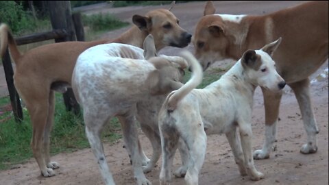 Street Dogs mate on public