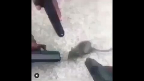 They caught the rat burglar “ratatou” 🤣🤣🤣