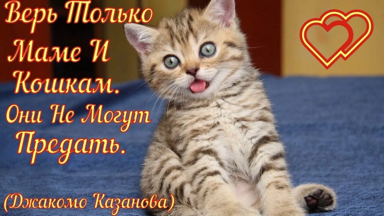 Смешные коты из Тик Ток 10 Funny cats from Tik Tok