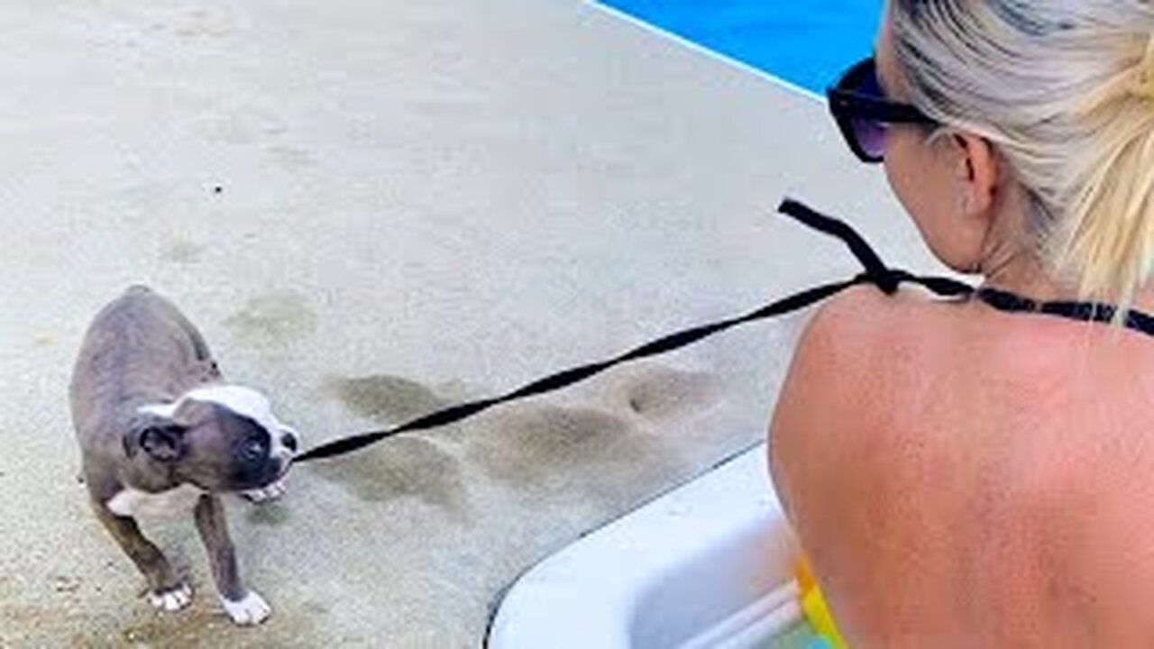 FUNNY Dog Takes OFF Bikini 😲 | BEST Crazy Pets