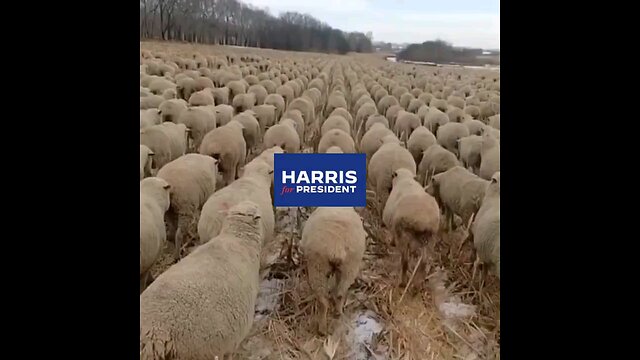 Harris For President