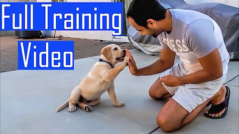 Brain Training For Dogs - Unique Dog Training