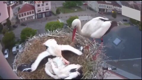 KILLER WHITE STORK THE MOST EVIL ANIMAL ON EARTH-10