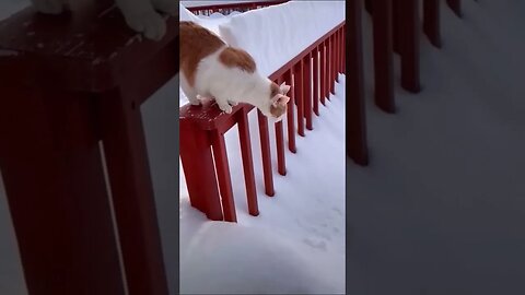 Crazy Cats Series pt.26 #shorts #short #cat #cats #funny #reels #animals #trending #reels #peaceful