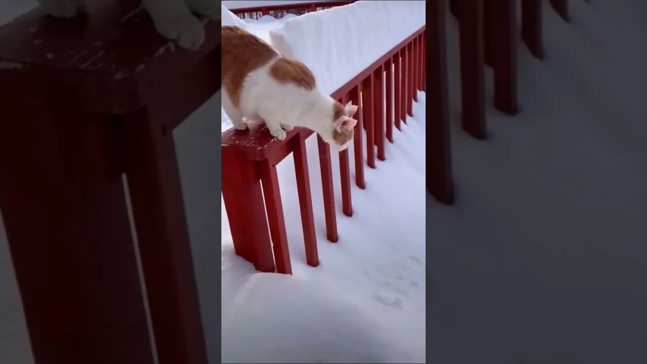 Crazy Cats Series pt.26 #shorts #short #cat #cats #funny #reels #animals #trending #reels #peaceful
