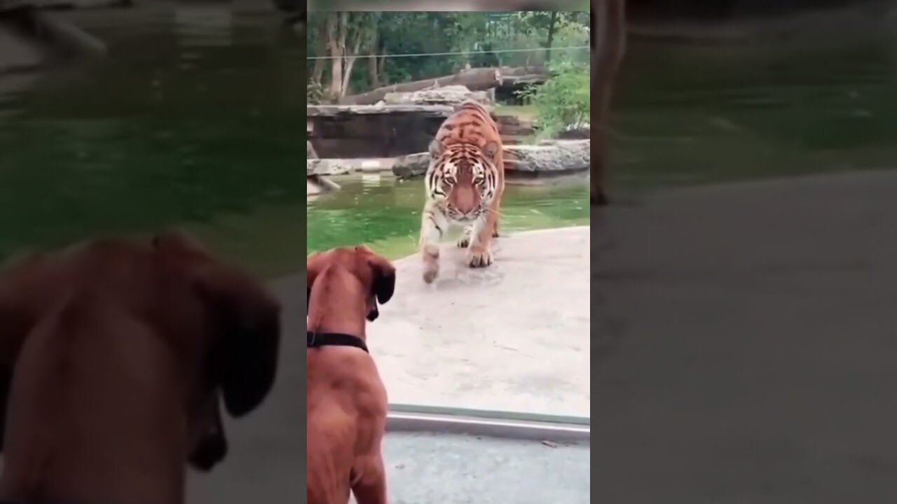 Tiger Vs Dog funny videos #short #funny