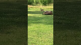 Small whitetail deer in the shade #deer #whitetaildeer #animal #wildlife #nature