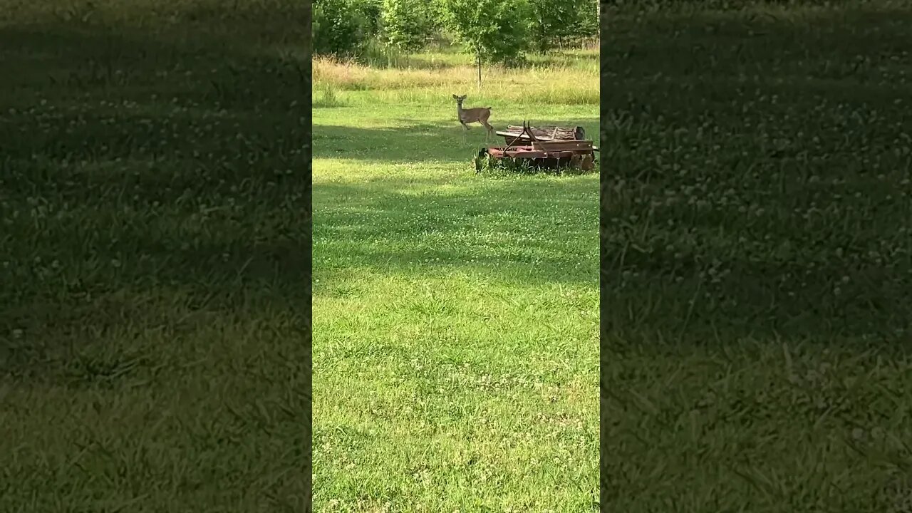 Small whitetail deer in the shade #deer #whitetaildeer #animal #wildlife #nature