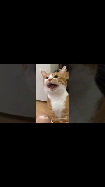 Cat funny videos || cat tiktok || cat instagram || cat training #short #amazing