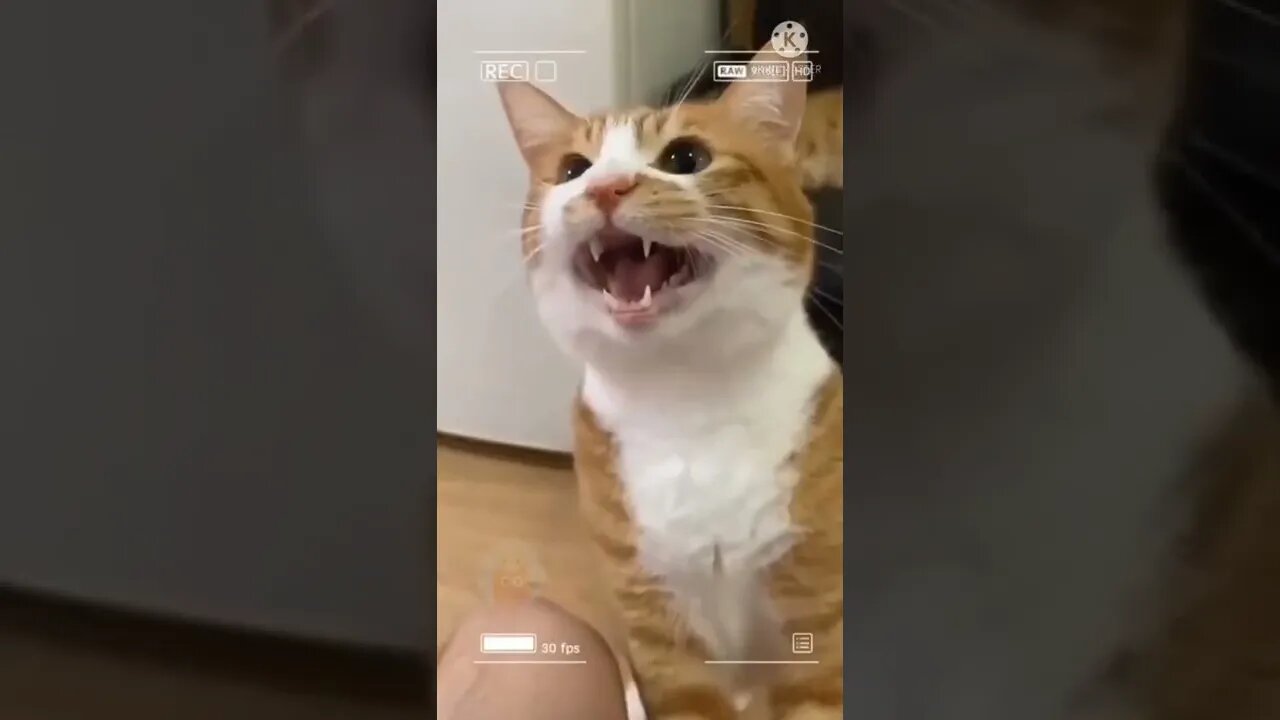 Cat funny videos || cat tiktok || cat instagram || cat training #short #amazing