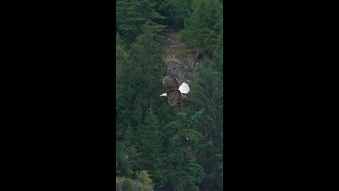 Bald Eagle Eating while flying