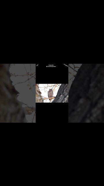 Owls devour their prey whole #birds #shorts