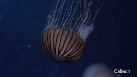 Building Bionic Jellyfish for Ocean Exploration