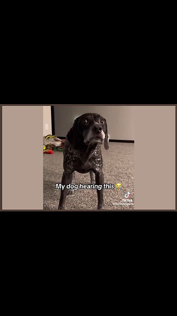 These videos are killing me. 😂