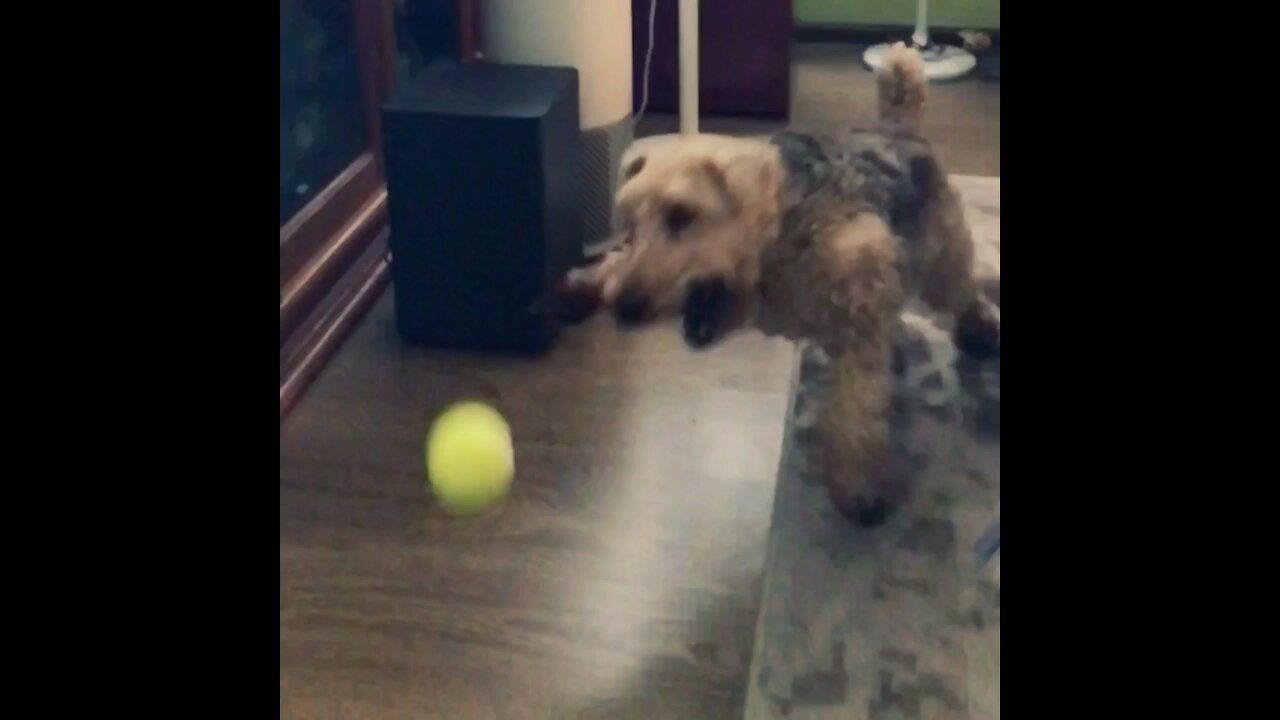 Mini Welsh Terrier can’t Catch a Tennis Ball