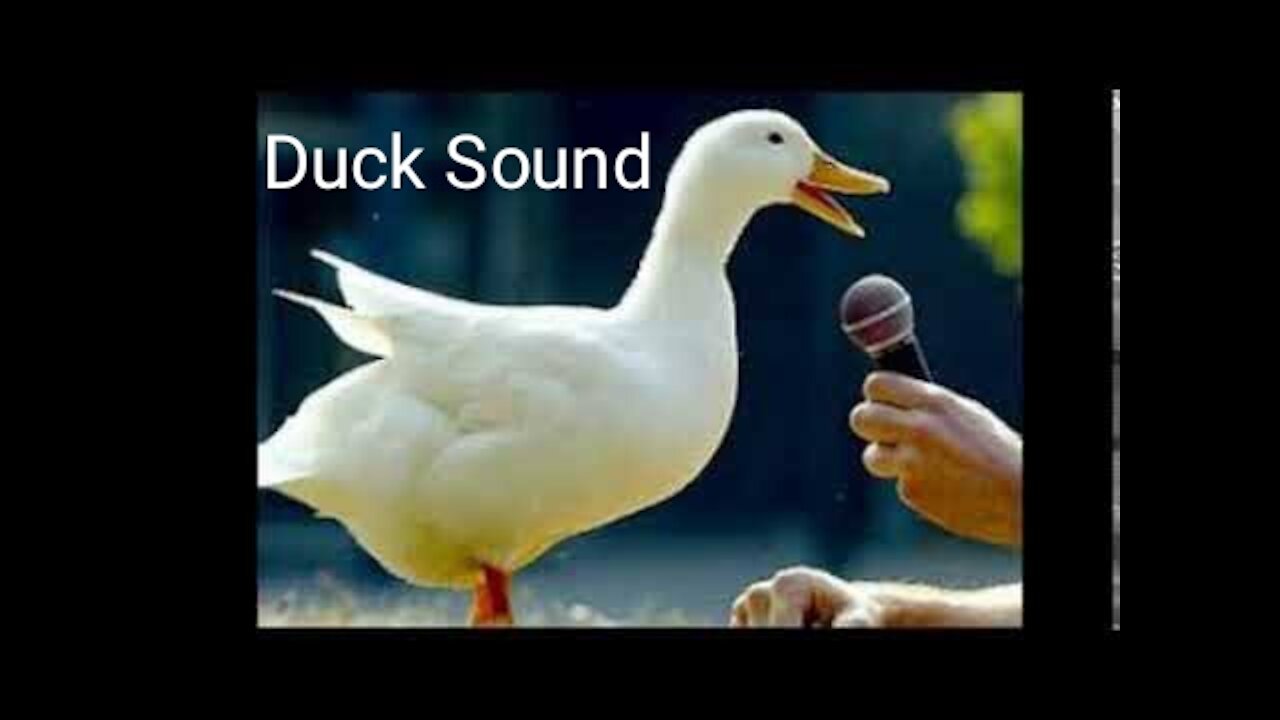 Duck Sound