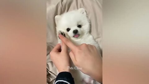 Funniest Animals 2023 😂 Funny Dogs and Cats Videos 😺🐶 Part 2 1