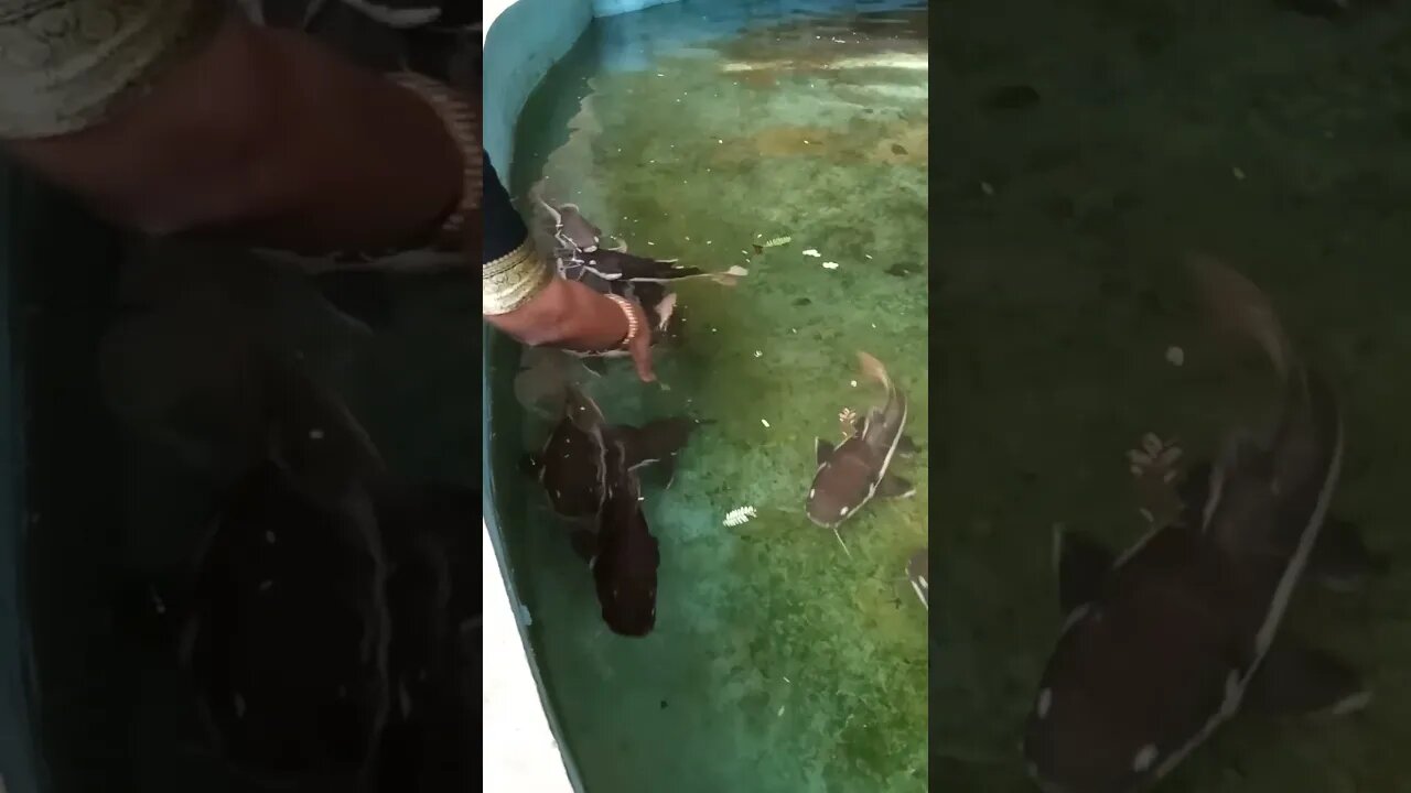 Petting catfish 🤗