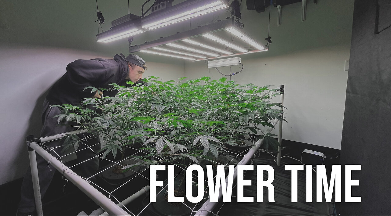 Scrogging in RDWC Flower Time - Home Grow