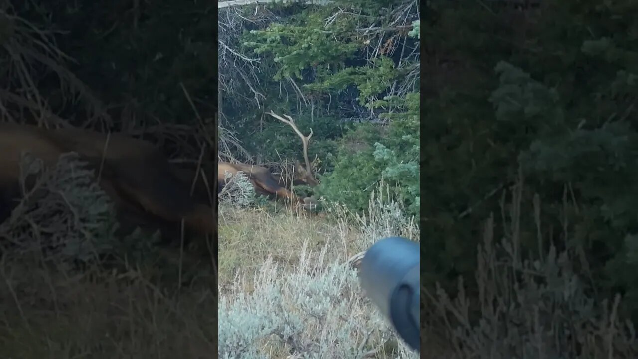 Quick Follow-up Shot to the Neck! Wyoming Elk Hunt #elkhunting