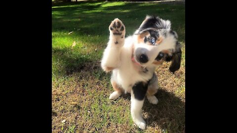 Make your day exciting with these funny dog videoclips