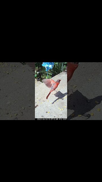 Bald Bird Visits! 🐦