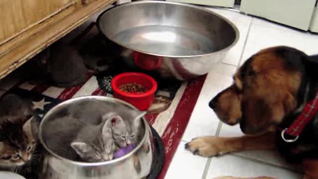 "Two Kittens Squat In Dog Bowl"