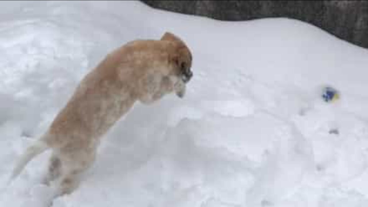 Hund kan ikke finde bold i sneen