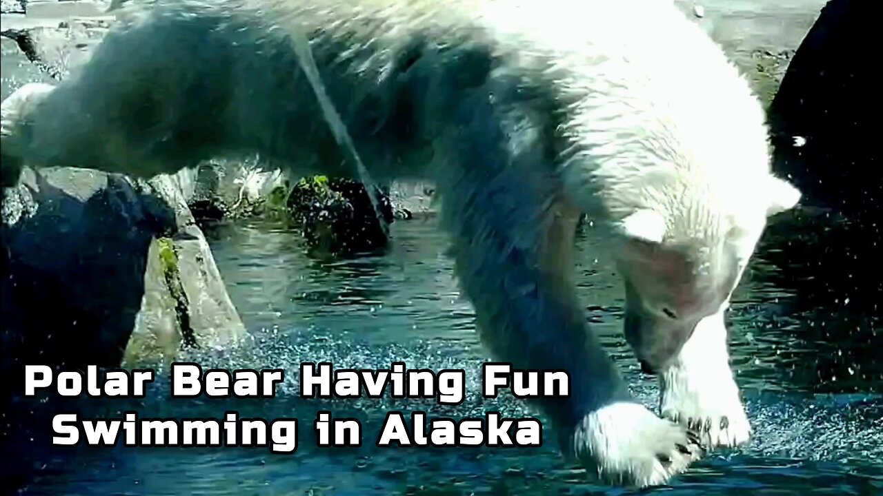 Polar Bear Having Fun Swimming