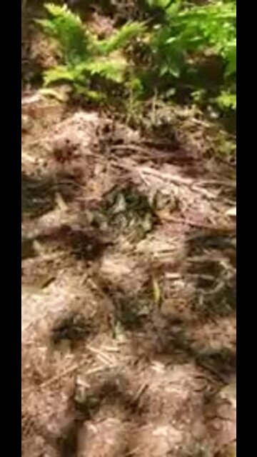 Papillon tigré de l'Est.