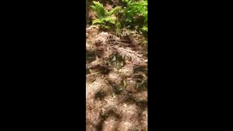 Papillon tigré de l'Est.