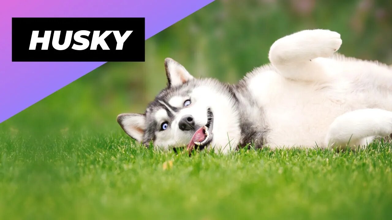 Husky 🐶 One Of The Most Popular Dog Breeds In The World #shorts