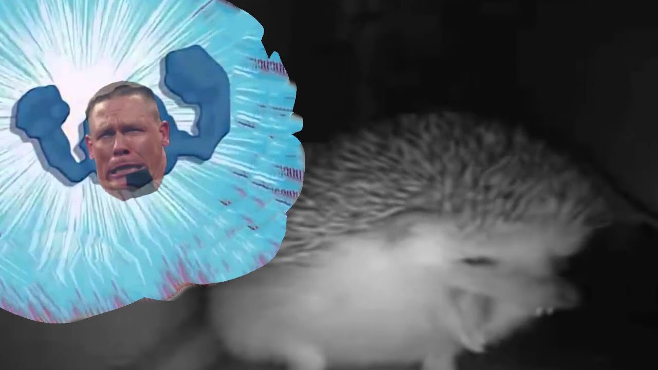 The hedgehog sneezed, but it's John Cena. Get your testosterone dose from this video