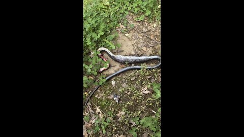 Stupid snake ate my rabbits!
