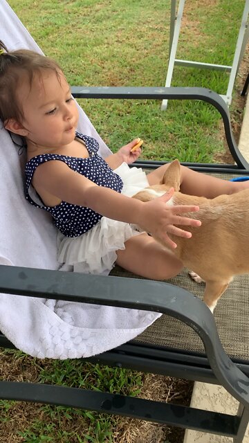 Chiquaqua puppy wants to eat babygirl cookies