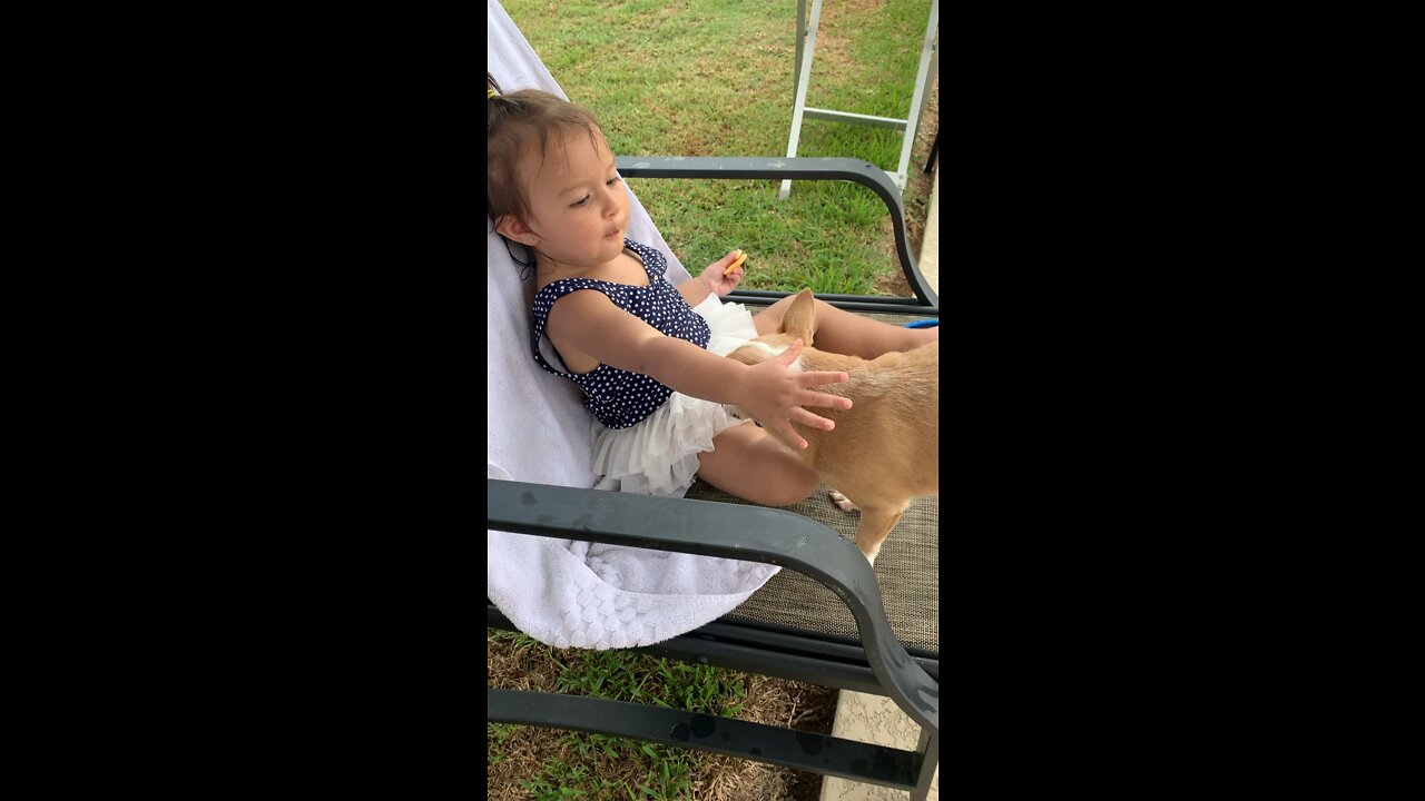 Chiquaqua puppy wants to eat babygirl cookies