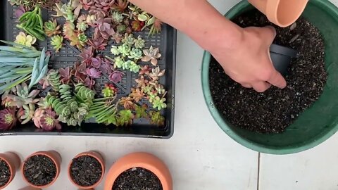 Easy Succulent Garden In A Pot Arrangement For Christmas, Birthday, Mother's/Father's Day Gift