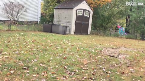 Lehti ei suostu putoamaan maahan...