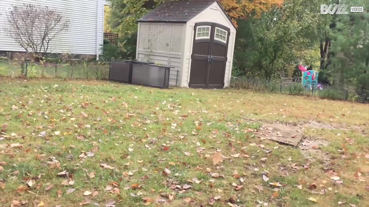 Lehti ei suostu putoamaan maahan...