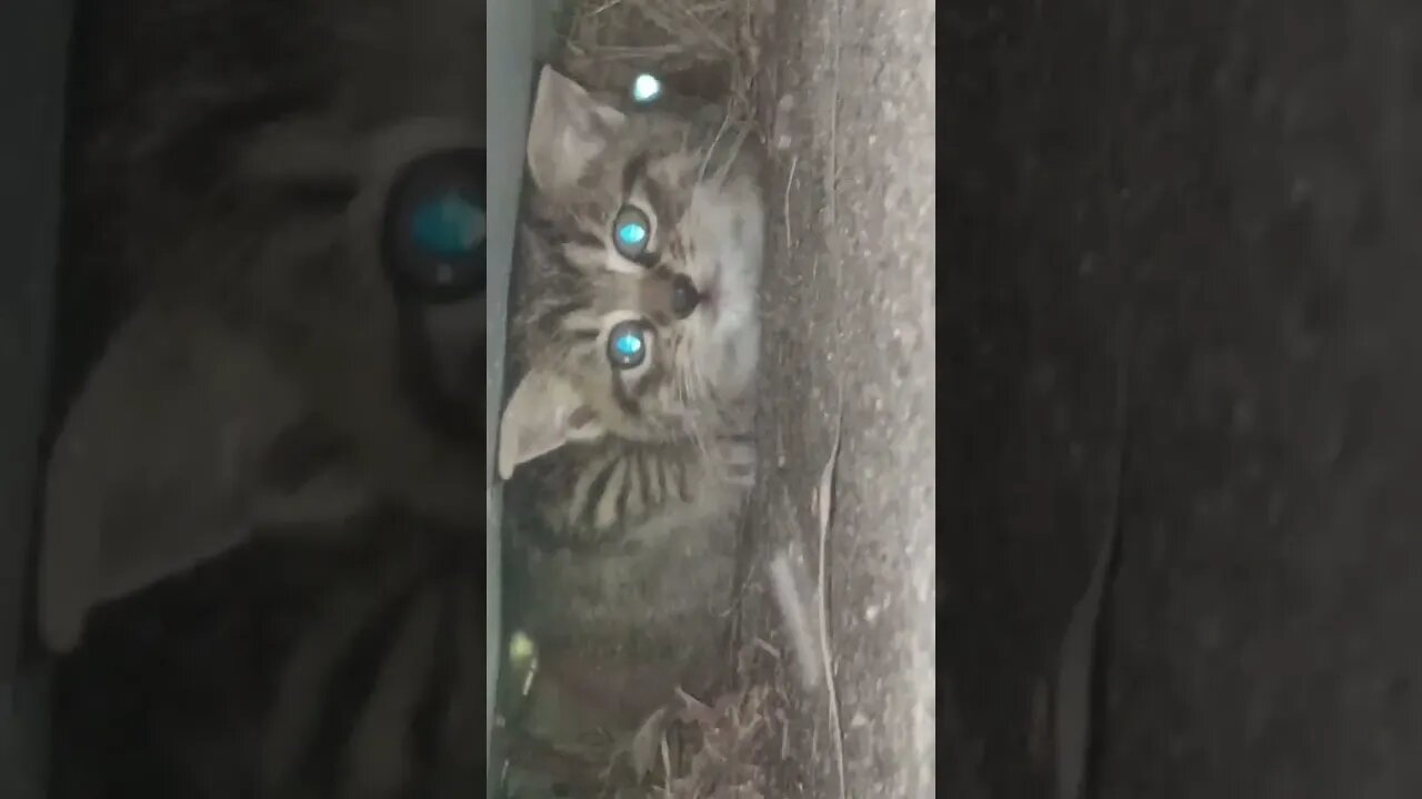 Found 3 or 4 New Kitties Under My A/C Unit.